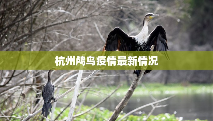 杭州鸬鸟疫情最新情况