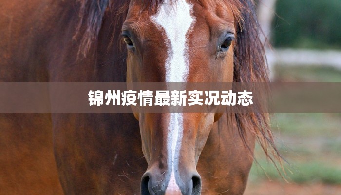 锦州疫情最新实况动态