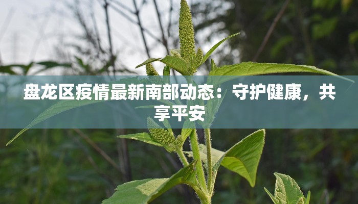 盘龙区疫情最新南部动态：守护健康，共享平安
